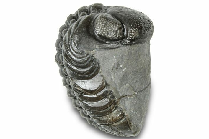 Curled Austerops Trilobite - Morocco #310747